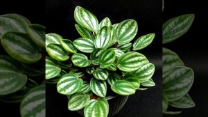 #пеперомия Royal Princess