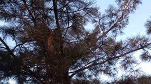 Корейский кедр