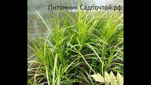 Осока пальмолистная или мускингуменская "Золотой Фон?