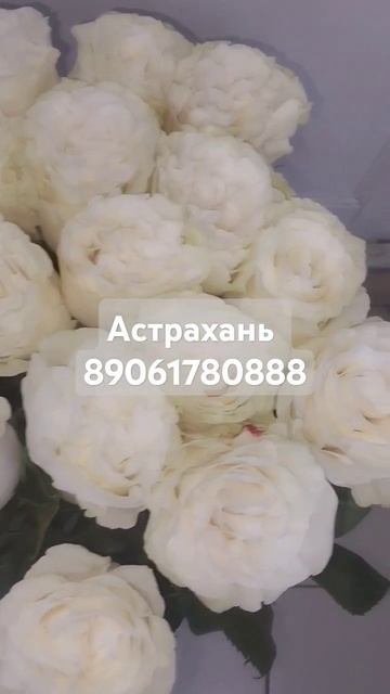 #цветы #астрахань #цветыастрахань #розы #белыерозы #101р?