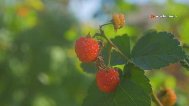 Осенний Уход за Малиной в Домашних Условиях 🍓