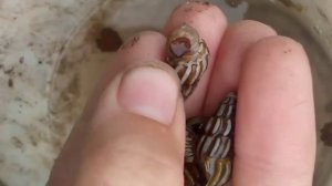 Красивые улитки|#хомкикотики #хомки