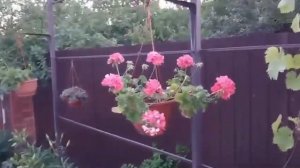 Пеларгонии в подвесном кашпо