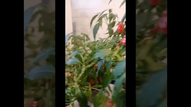 Покой нам только снится#shorts #Recent #nature #дача #выращивани? смотреть онлайн