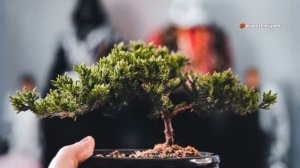 Как Вырастить Бонсай в Домашних Условиях 🌱