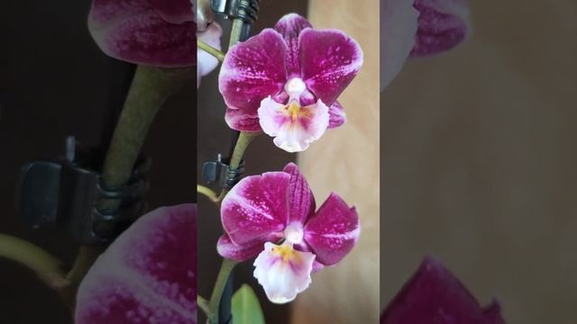 Орхидея фаленопсис биглип Johana. Размер цветов до 7 см. Н?