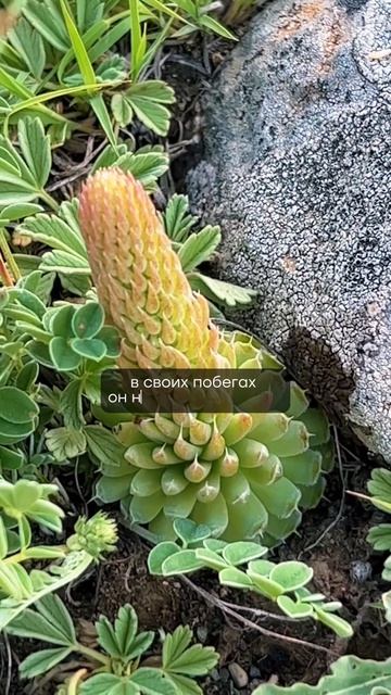 Как оставаться молодым и здоровым? #shorts #алтай #природа смотреть онлайн