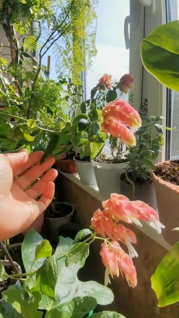 уход за растениями смотреть онлайн