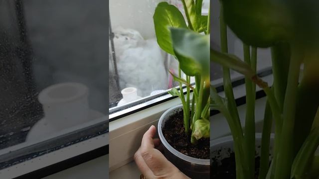 Диффенбахия желтеет!!! смотреть онлайн