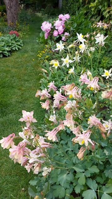 Аквилегия (Aquilegia)