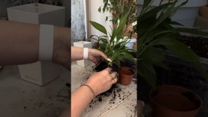 Пересадка в кашпо лечуза