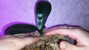 Один из способов нарастить корни у детки орхидеи