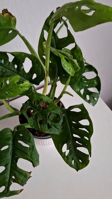 Секрет монстер Адансоні #квіти #рослини #монстера #plants