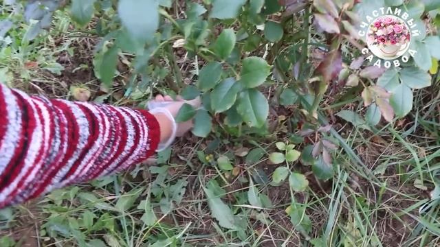 ОБРЕЗКА ВСЕХ ВИДОВ ПЛЕТИСТЫХ РОЗ. РАМБЛЕРЫ. КЛАЙМБЕРЫ. смотреть онлайн