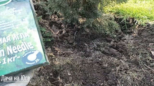 Дача на Юге - Кипарис в саду