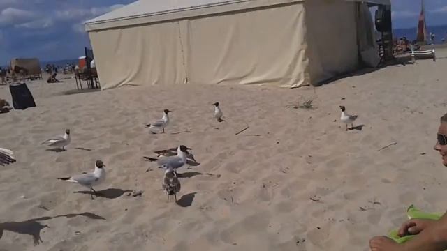 [Effects] Чайки на пляже в Дзинтари (Юрмала 2013.0 смотреть онлайн