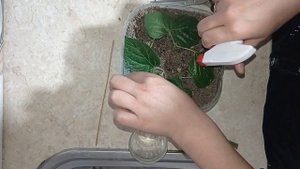 клеродендрум и его черенкование.как размножается кле?