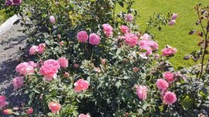 РОЗЫ ДЭВИДА ОСТИНА: сорта в моем саду 2 Часть | David Austin ros