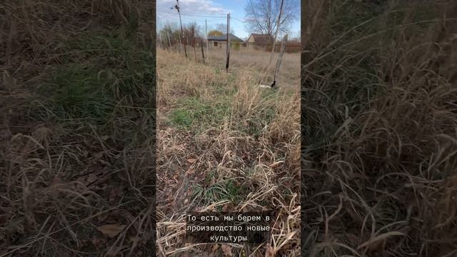 Закладка нового сада 🌳Питомник Солнечный Цитрус 🌳