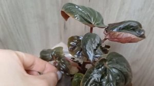 Коллекция моих пеперомий🍀☀️☘️ Зимний обзор❄️🎄❄