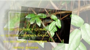 БОКИЛА