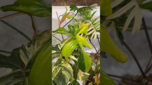 Профилактическая обработка от паутинного клеща