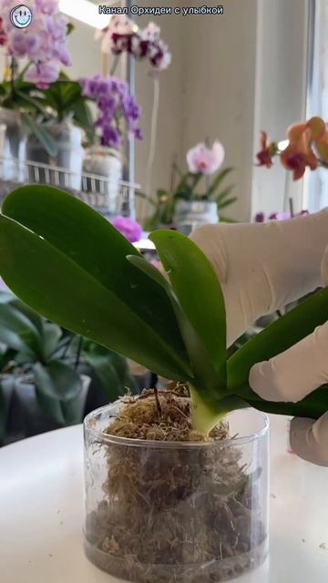 ОРХИДЕЯ - чучело или тушка? Трипс лютует. Часть 2. #орхид смотреть онлайн