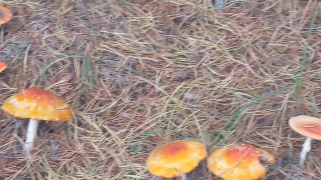 Мухомор червоний (Amanita muscariа) - отруйний пластинчастий ?