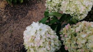 Гортензия Граффити