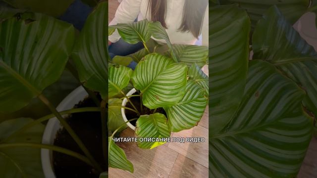 КАЛАТЕЯ ОРБИФОЛИЯ | УХОД | ЧАСТЬ 1 #калатея #пересадкара