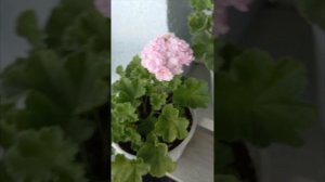 пеларгония сорт ТА-Анастейша