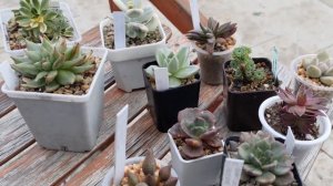 🌵 кактус фест в Москве,ура,я приехала 🙏#суккуленты #о