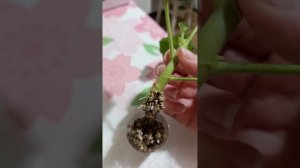 Укоренение пеларгонии в вермикулите