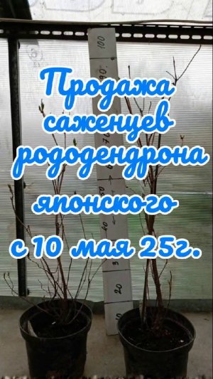 02.05.25 г. Продажа саженцев рододендрона японского.