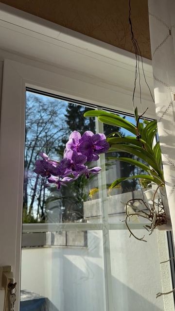 Орхидеи Ванды красиво цветут 🌸🌺 1 декабря.