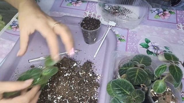 Глоксинии:клубень дал несколько ростков.
