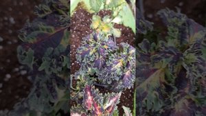 Красный Мак, Королева Марго, Батик- колеусы вегетативн