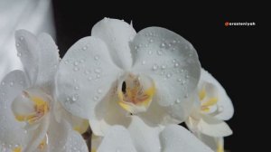 Как стимулировать цветение орхидеи 🌸