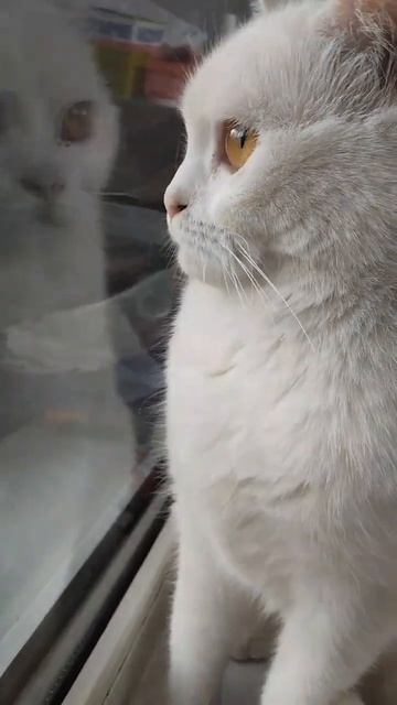 огород #cat #веселыекоты #catlover #прикольныекоты #белыйкот смотреть онлайн