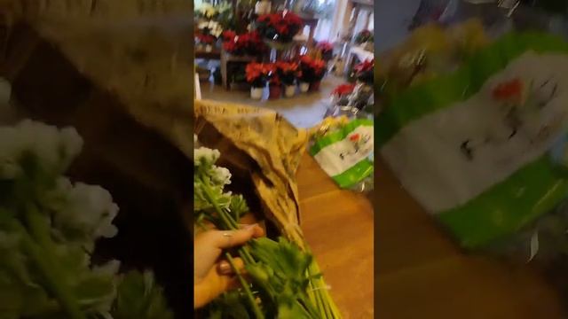 Ранункулюсы на пике популярности: начни выращивать се