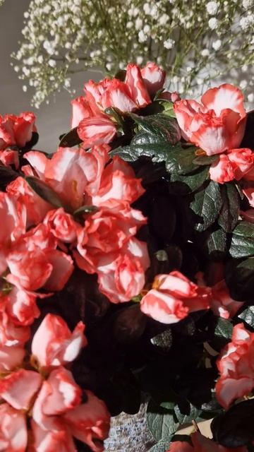 Азалия 😍🌸♥️💔#азалия #комнатныерастения