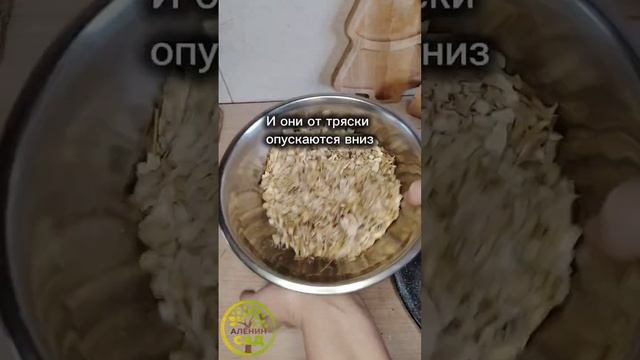 Как быстро очистить самосборные семена редиса #дача #у