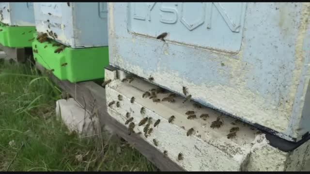 .....И ХОЛОД НЕ ПОМЕХА,пчела работает смотреть онлайн