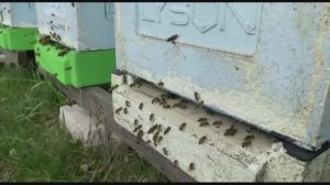 .....И ХОЛОД НЕ ПОМЕХА,пчела работает