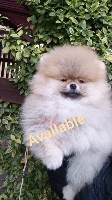 🐶Парень повышенной пушистости!!! 11/11/2023 РКФ #pomeranian #spitz #щенкишпица #померанский #собака смотреть онлайн