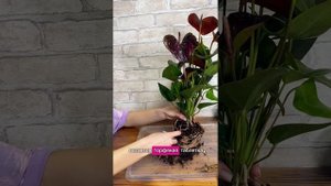 🌺 Антуриум Андре Эссенция - мужское счастье