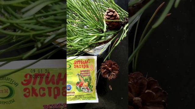 РАЗМНОЖИМ ХВОЙНЫЕ ВЕТОЧКОЙ И СЕМЕНАМИ /СОСНА В ЛАНДША?