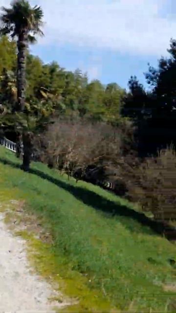 Панорама пруда в парке южных культур в Сочи смотреть онлайн