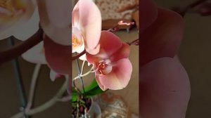 Обворожительная новинка , орхидея фаленопсис сорт Suki