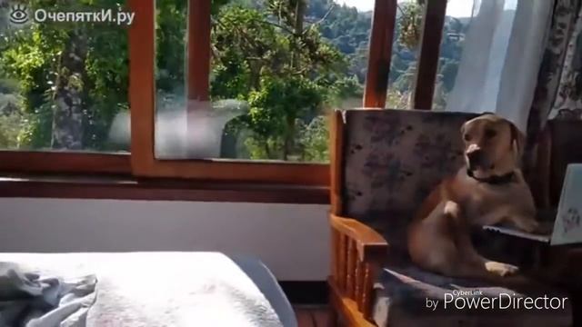 Приколы с животными 2018 смотреть онлайн